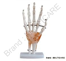Hand Joint with Ligaments Life Size