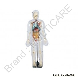 Model of Transparent Human - Rigid Plastic 85 cm, Transparent | Removable Organs, Dissectible, Metal Base Stand