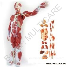 Male Muscle Figure (78 cm) - Advanced PVC Material, 27 Parts, Detailed Anatomy, Life-Size Model