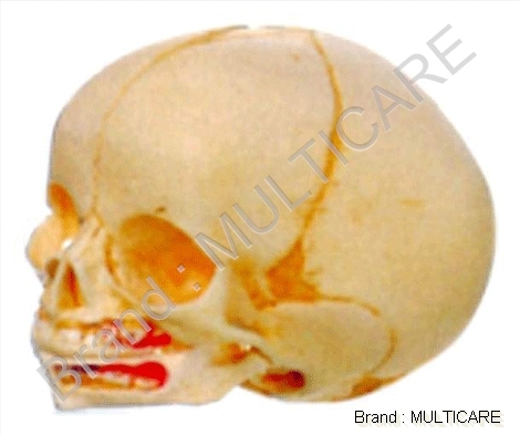Infant Skull Models
