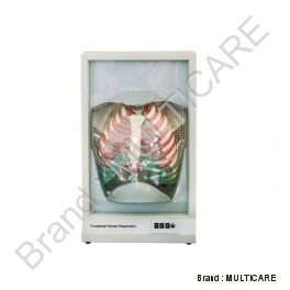 Functional Human Respiration Model - PVC, 15x10x5 cm, Off-White | Durable, Realistic, Customizable Educational Tool