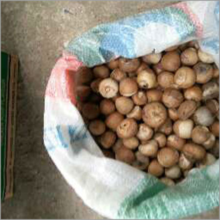 Betel Nuts