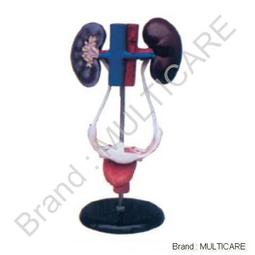 Female Urogenital System