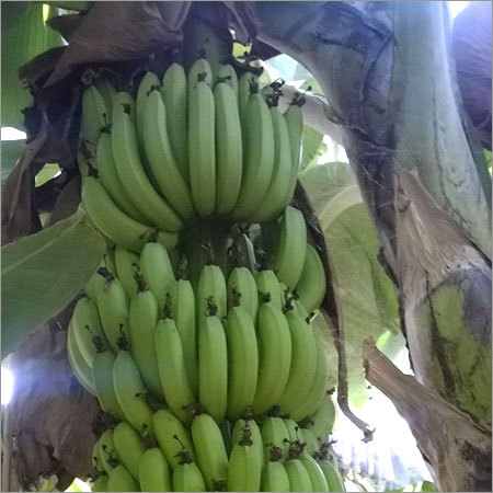 Banana Fruit