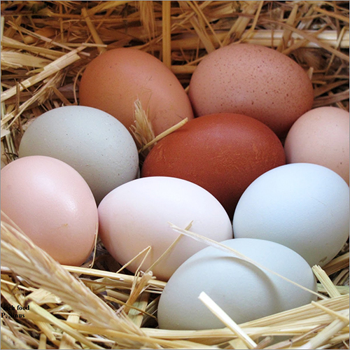 Hen Eggs