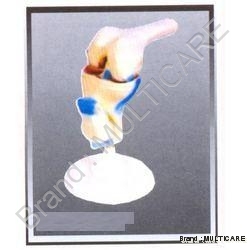 Knee Functional Joint Life Size - PVC Plastic, Life Size, Off-White | Fully Flexible, Ligament Display, Anatomically Correct, Instructional Model on Stand