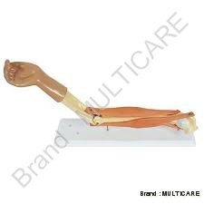 Functional Elbow Joint Life Size