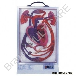 Cardiac Beat and Blood Circulation