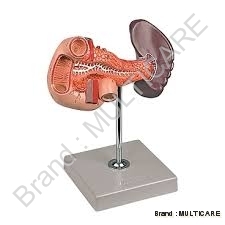 Model of Spleen Pancreas and Duodenum - Life-Size PVC, Reddish, Metal Stand, Detailed Anatomy, Pancreas Open, Duodenum Dissected