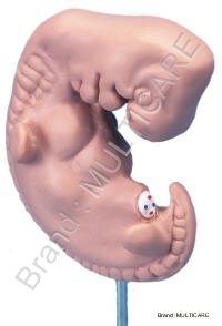 Embryo Model
