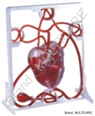 Pumping Heart - Plastic Red Model, Clear Chambers | 3D Working Heart, Blood Simulation, Display Stand