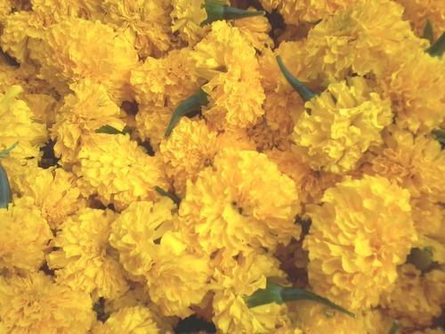 Marie Gold Flowers