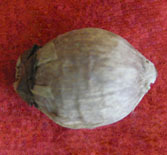 Laghu Nariyal