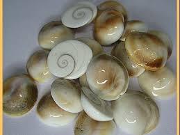 Gomti Chakra