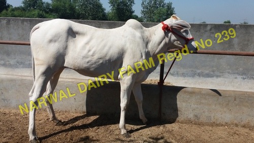 Tharparkar cow
