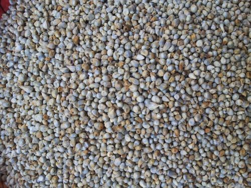Credence Green Millet