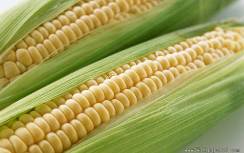 Yellow Maize