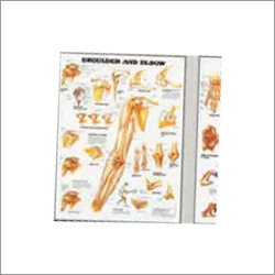 Anatomical Charts By SAM'S INTERNATIONAL