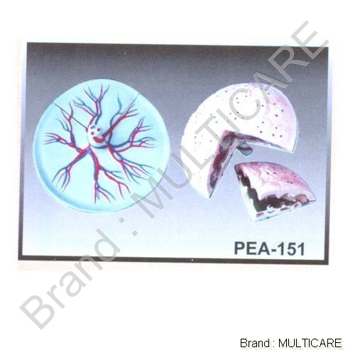 Human Placenta Anatomise Model