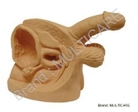 Advanced Male Internal & External Organs Model - PVC, 15x10x8 cm, Beige | Detailed Anatomy, Catheter Practice, Durable Materials