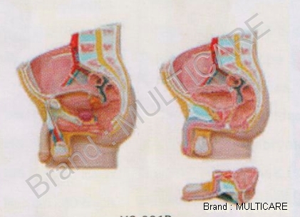 Human Male Pelvis Section 2 Parts - PVC Plastic, Beige | Detailed Anatomy, Two Parts, Lifelong Model