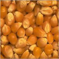 Small Yellow Maize