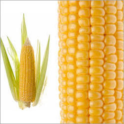 Yellow Maize
