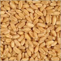 Indian Wheat