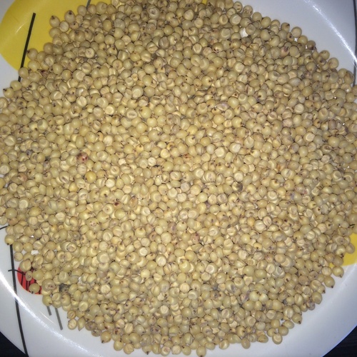 Sorghum