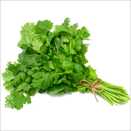 Fresh Coriander Leaves