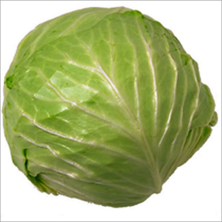 Fresh Cabbage