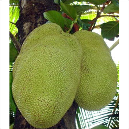Fresh Jackfruit