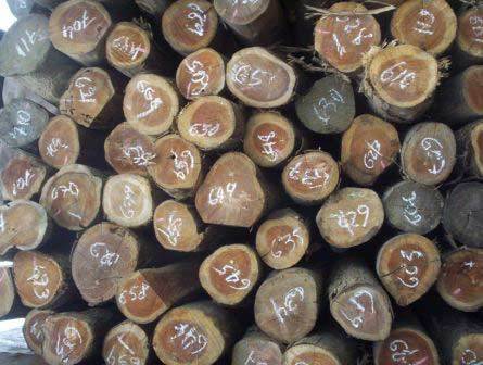 Teak Wood