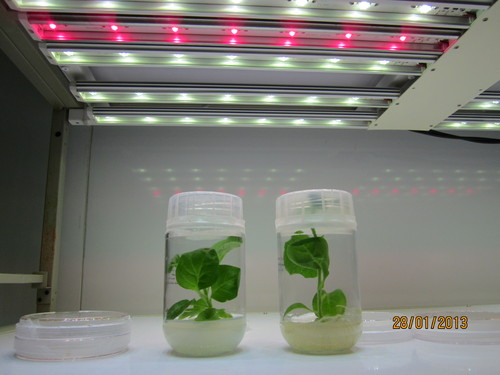 Plant Grow LED Light