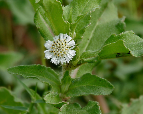 Eclipta Alba Leaves Extract - ISO GMP Certified, >95% Purity | Hair Growth, Liver Tonic, Medicinal Herb