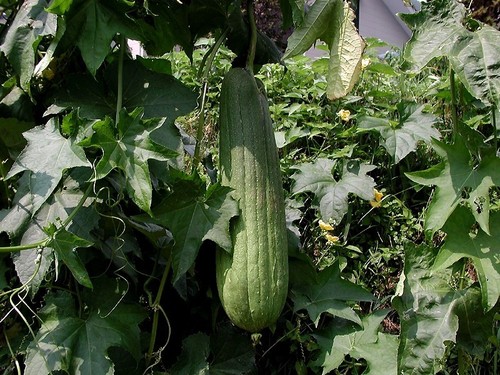 Luffa Echinata