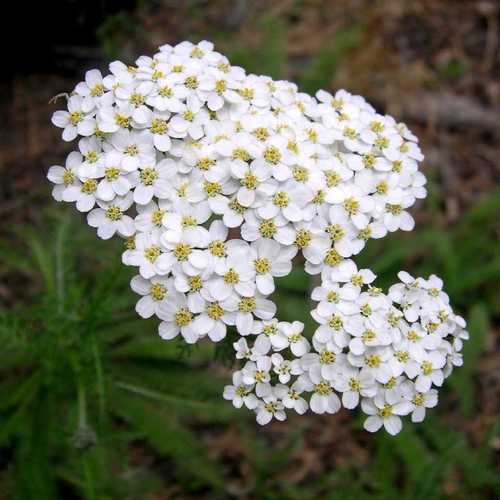 Achillea millefolium