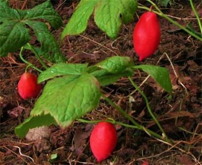 Podophyllum