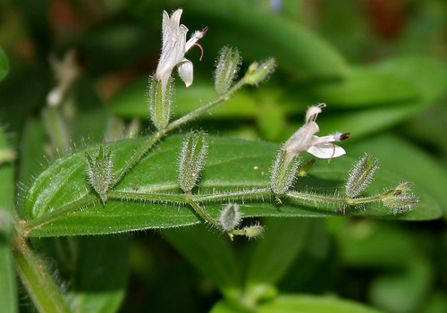 Andrographis