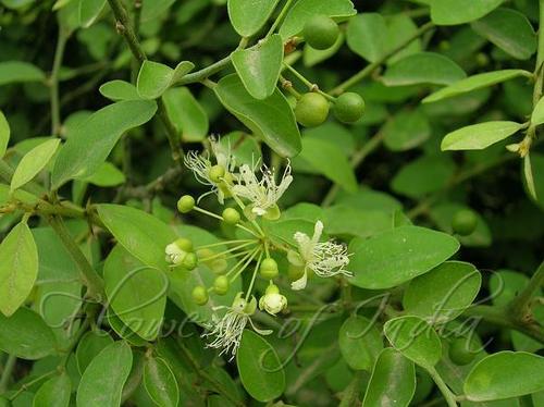 Capparis Sepiaria