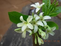 Hoarrhena Antidysentrica