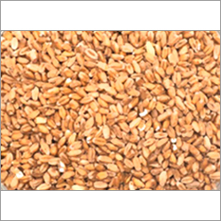 Wheat Malt