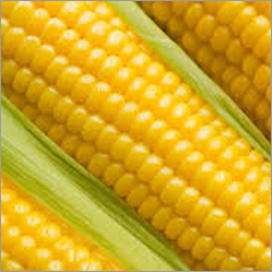 Corn Maize