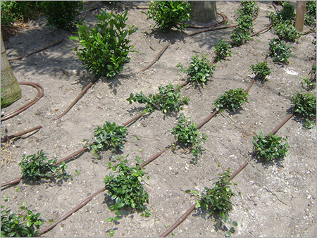 Drip Irrigation