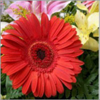 Gerbera