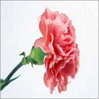Carnations