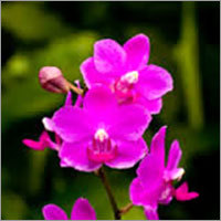 Phalaenopsis