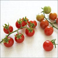 Cherry Tomato