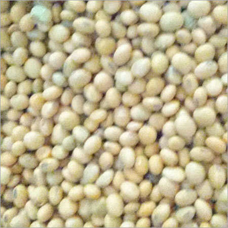 Soybean Seed