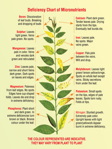 PLANT GROWTH REGULATOR